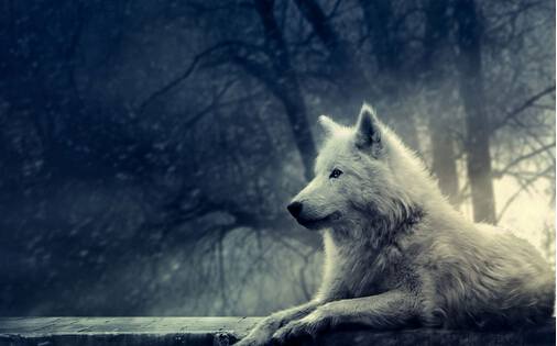 孤独的雪狼